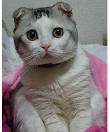 スコティッシュフォールド | くーたん(その他)