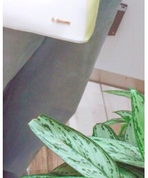 dazzlin | デニムパンツ