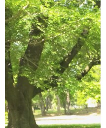 Birthday | Tシャツ/カットソー