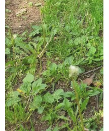 Birthday | サンダル