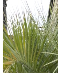 Birthday | Tシャツ/カットソー