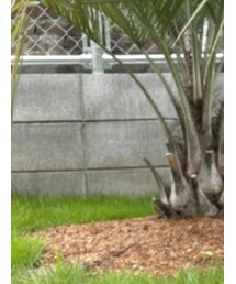 Birthday | オールインワン・サロペット