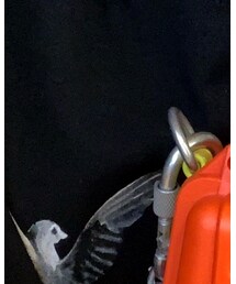 HERON PRESTON | Tシャツ/カットソー