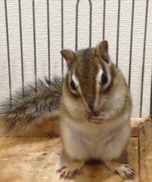 ふわふわのり〜す(その他小物)