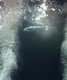 マグロ | 最後のマグロ(水着)