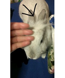 no brand | その他