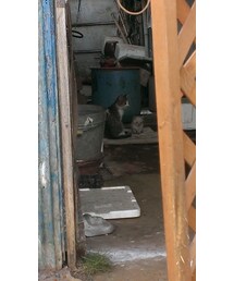 サバとミケ | その他