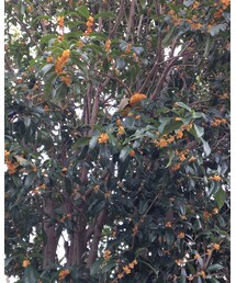 金木犀 | その他