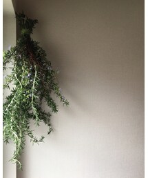 🌿 | インテリア