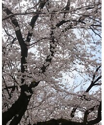 🌸桜綺麗☺ | その他