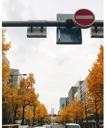 御堂筋のイチョウ | その他