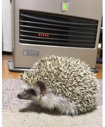 ざらめくん | その他