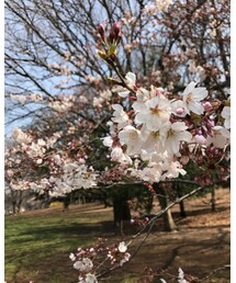 咲き始めた頃の桜🌸✨ | その他