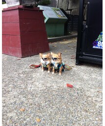 やんちゃな子たち | その他