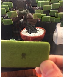 お土産 | 福袋/福箱