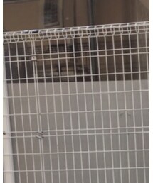 UNIQLO | シャツ/ブラウス