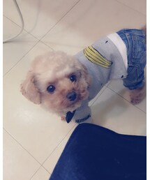 Taylor83 | Tシャツ/カットソー