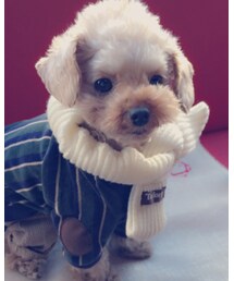 Taylor83 | マフラー