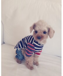 Taylor83 | Tシャツ/カットソー