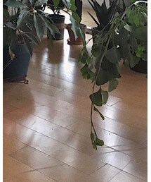 HUMAN MADE | チノパンツ