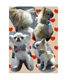 おまけー愛犬ゆめさん❤お手製首輪ー | ファッション雑貨