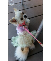 愛犬ゆめ★自作のワンピ | ワンピース/ドレス
