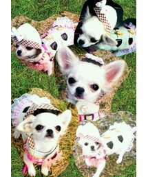 愛犬ゆめ❤ | その他