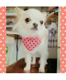 愛犬ゆめさん❤ | その他