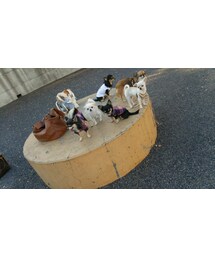 チワワ6ぴき❤ | その他