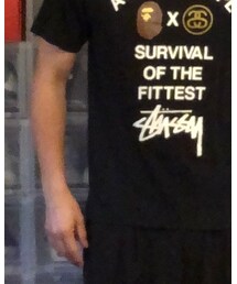 STUSSY | Tシャツ/カットソー