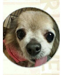 愛犬ちゃん | その他