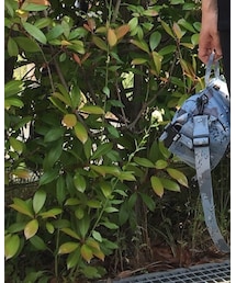 Supreme  | ボディバッグ/ウエストポーチ