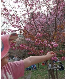 お花見🌸 | その他