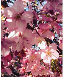 河津桜 | その他