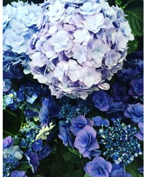 紫陽花 | その他