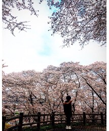 県立津久井湖城山公園 | その他