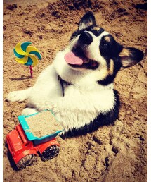 CORGI | その他