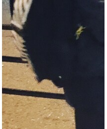 porter×off-white | クラッチバッグ