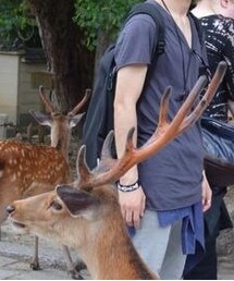 S’exprimer | s’exprimerのVネックと、鹿。(Tシャツ/カットソー)