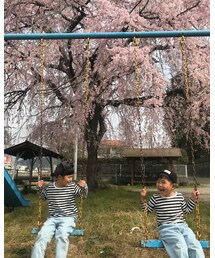 枝垂れ桜🌸 | その他