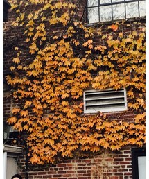 UNIQLO | ダウンジャケット/コート