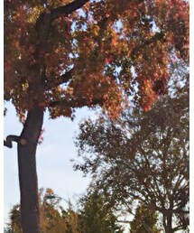 ca | ニット/セーター