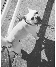 犬 | まぁまぁブス。(その他)