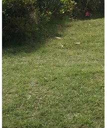 DSQUARED2 | スニーカー