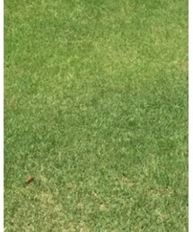 BEAMS GOLF | スラックス