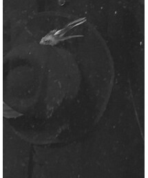 no brand | ハット