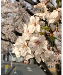 桜 | その他