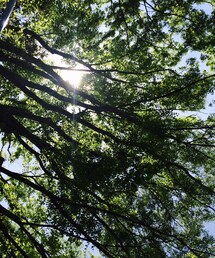澄み渡る青空と木漏れ日(その他)