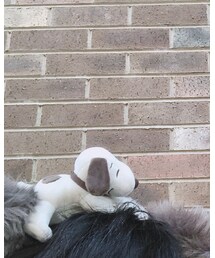 USJ | カチューシャ