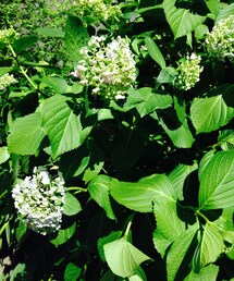 暑さでしおれそう。(その他)